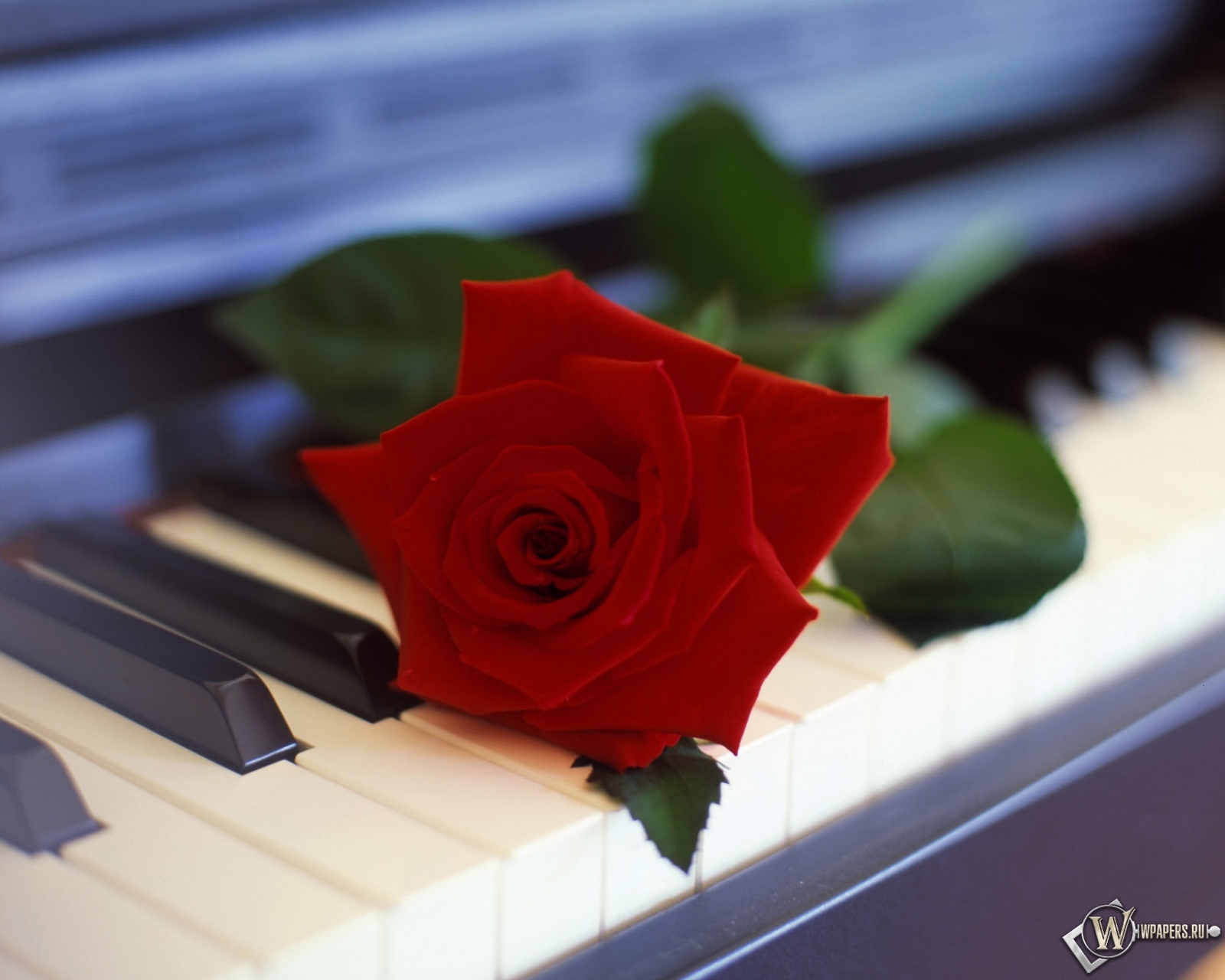 Роза на пианино 1600x1280