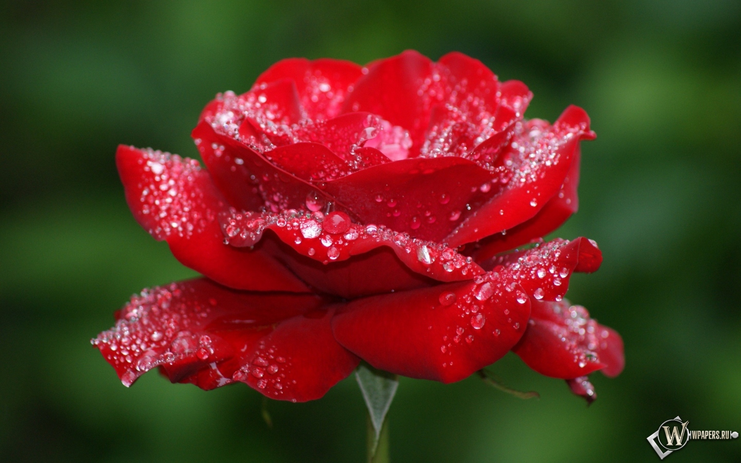 Роза в росе 1440x900