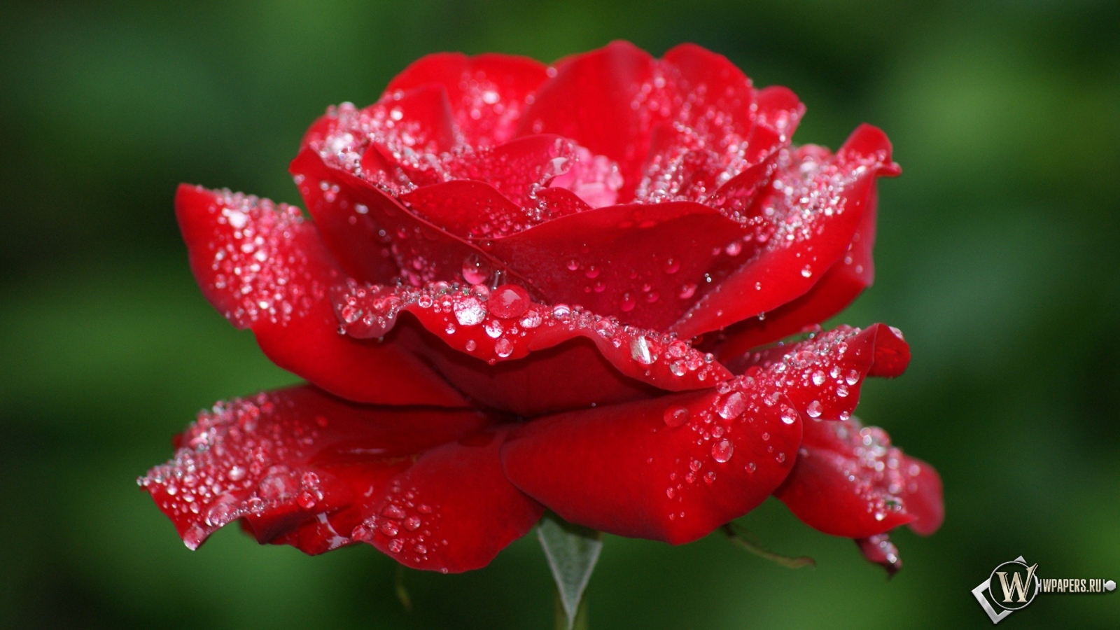 Роза в росе 1600x900