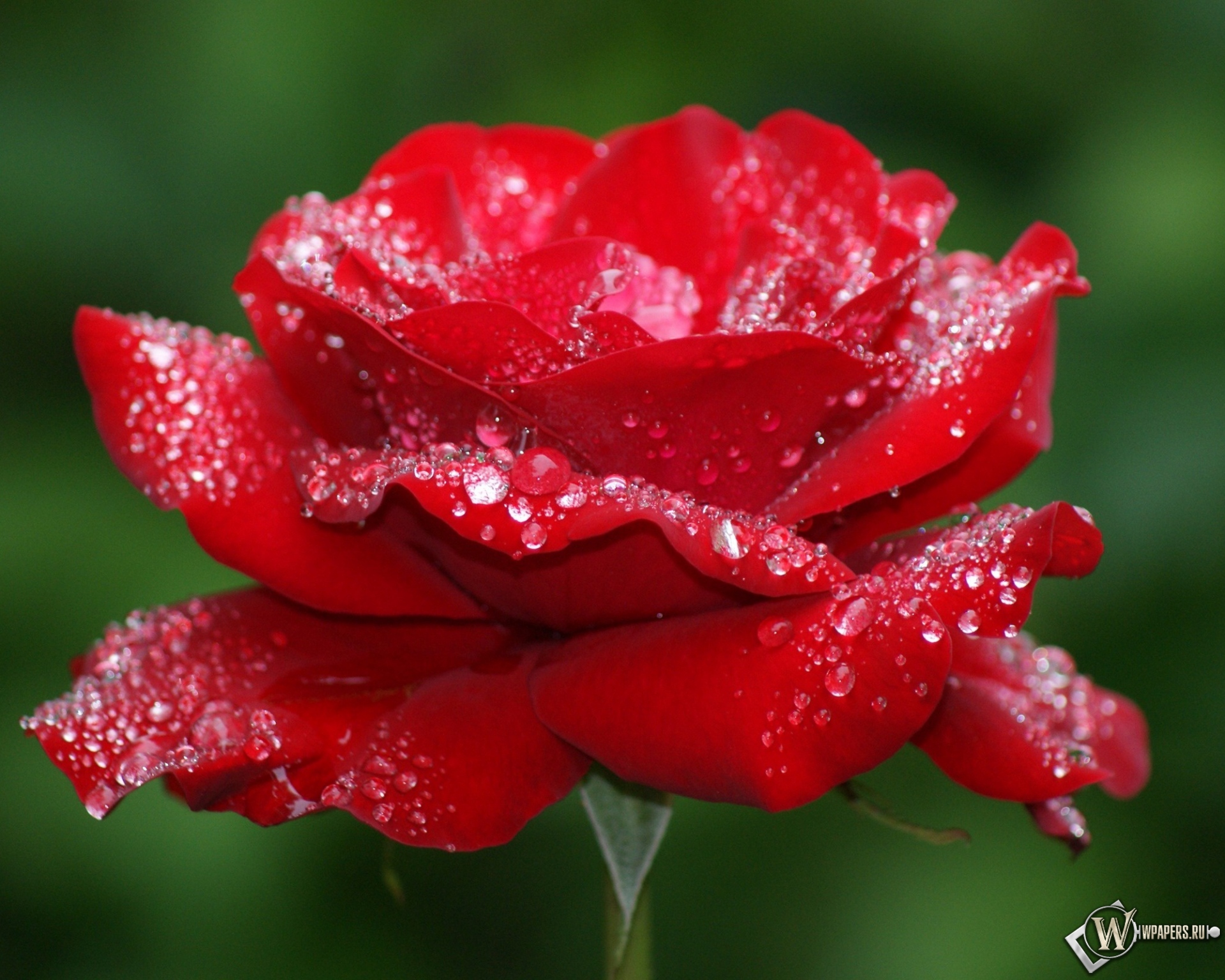 Роза в росе 1920x1536