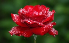 Обои Роза в росе: Роза, Цветок, Лепестки, Бутон, Цветы