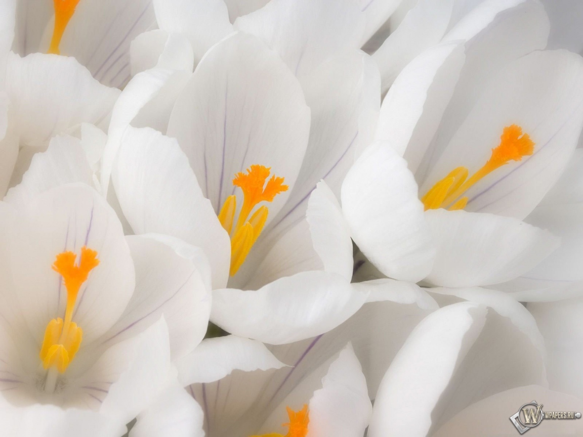 Белые цветы 1152x864