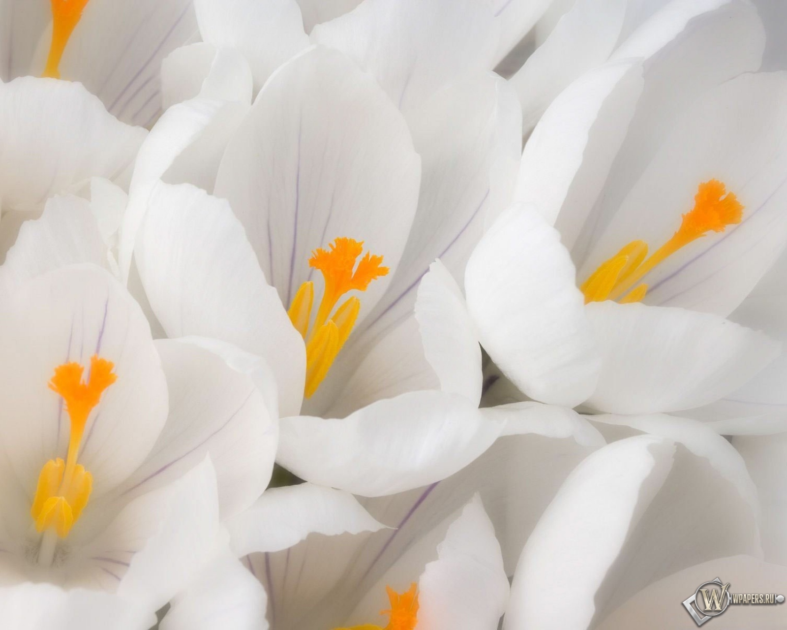 Белые цветы 1600x1280