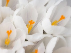 Обои Белые цветы: Белый, Макро, Цветы, Цветы