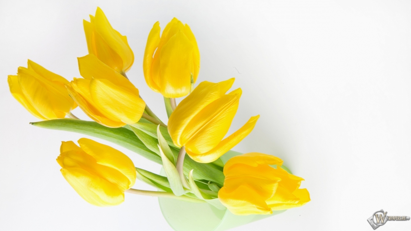 Жёлтые тюльпаны 1366x768