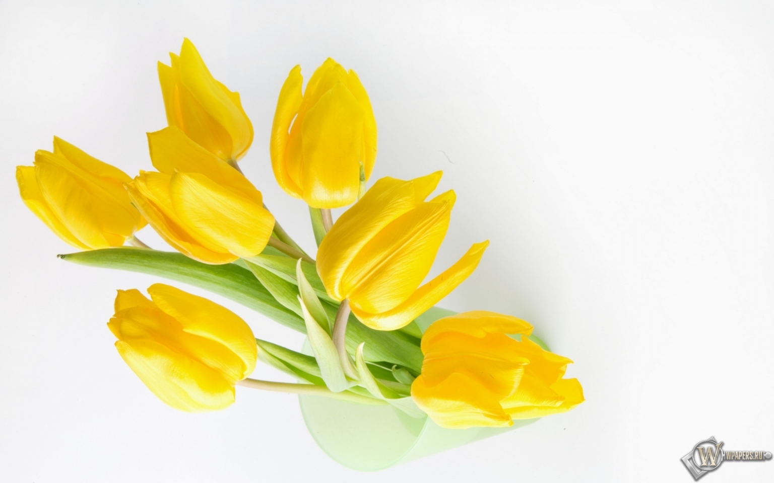 Жёлтые тюльпаны 1536x960