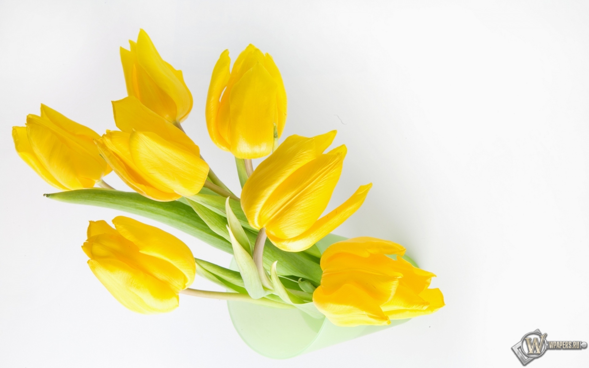 Жёлтые тюльпаны 1920x1200