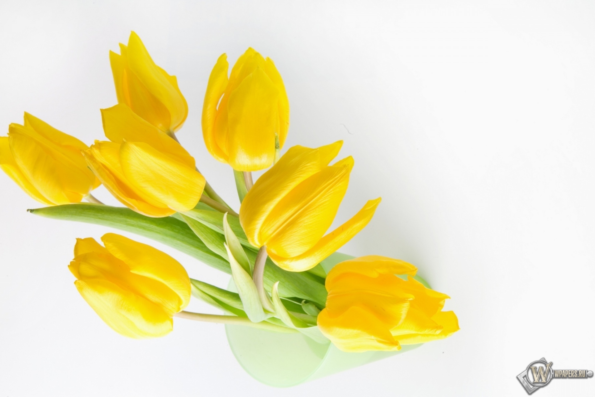 Жёлтые тюльпаны 1920x1280