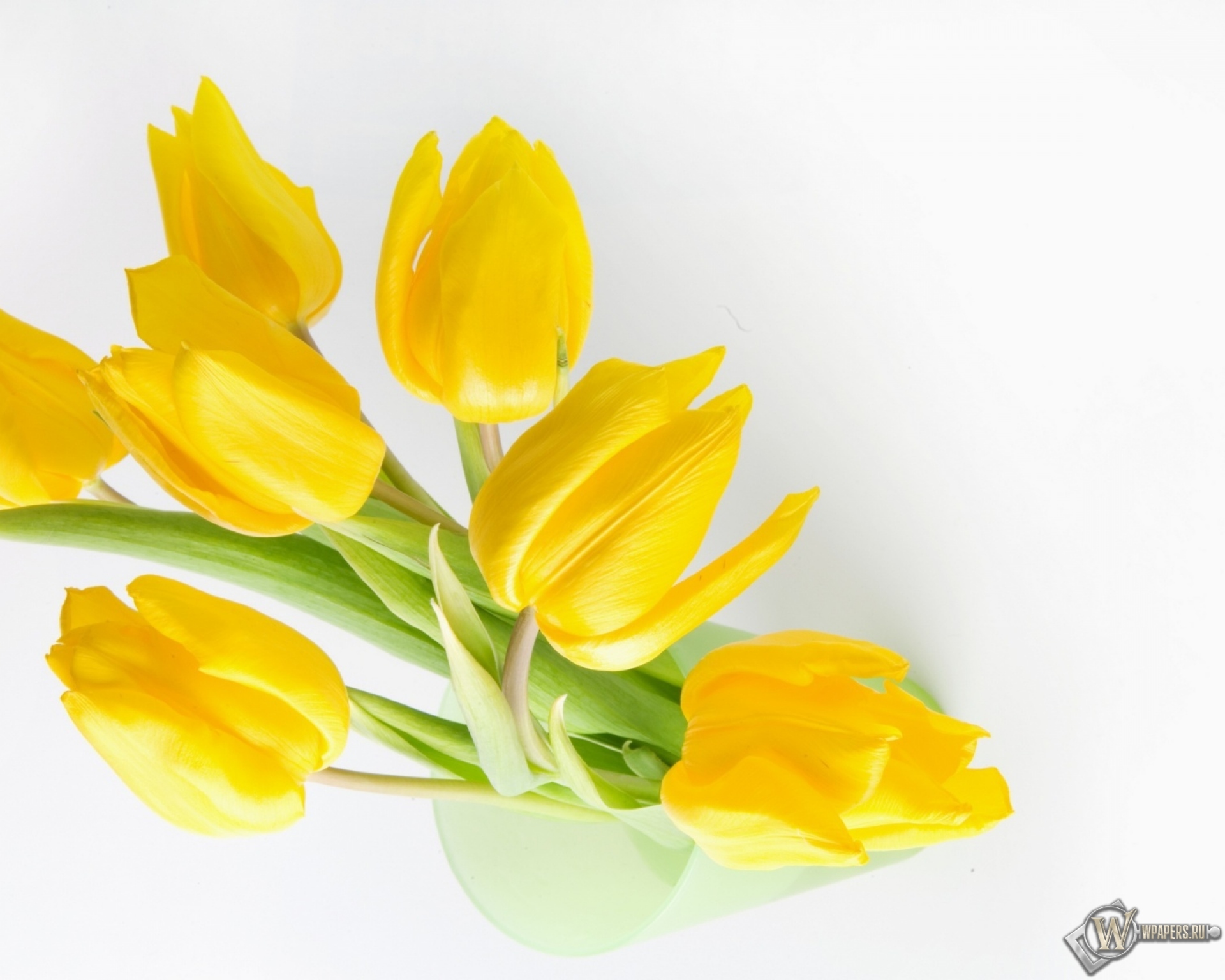 Жёлтые тюльпаны 1920x1536