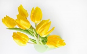 Обои Жёлтые тюльпаны: Цветы, Тюльпаны, Желтый, Цветы