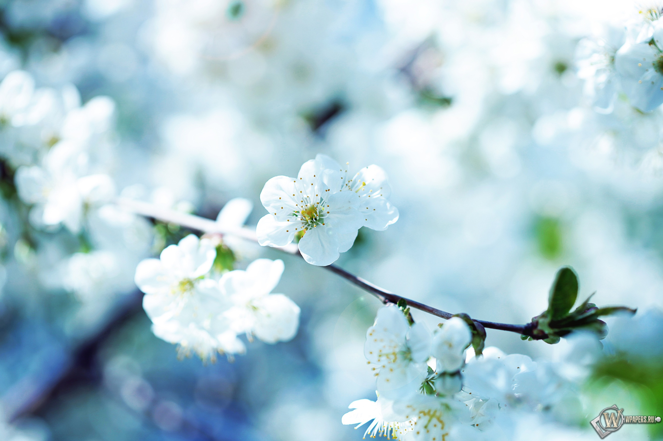 http://wpapers.ru/wallpapers/Plants/Flowers/14087/2300x1530_��������-�����.jpg