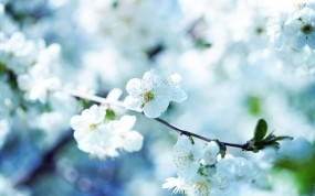 Обои Весенние цветы: Цветок, Фото, Макро, Весна, Цветы
