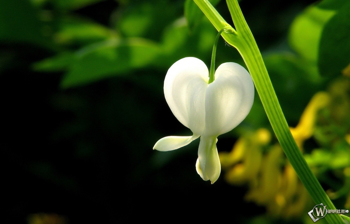 Белый цветок 1200x768