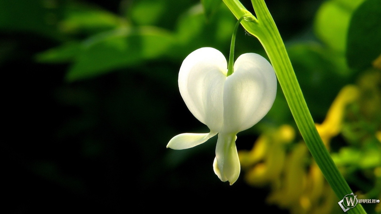 Белый цветок 1280x720