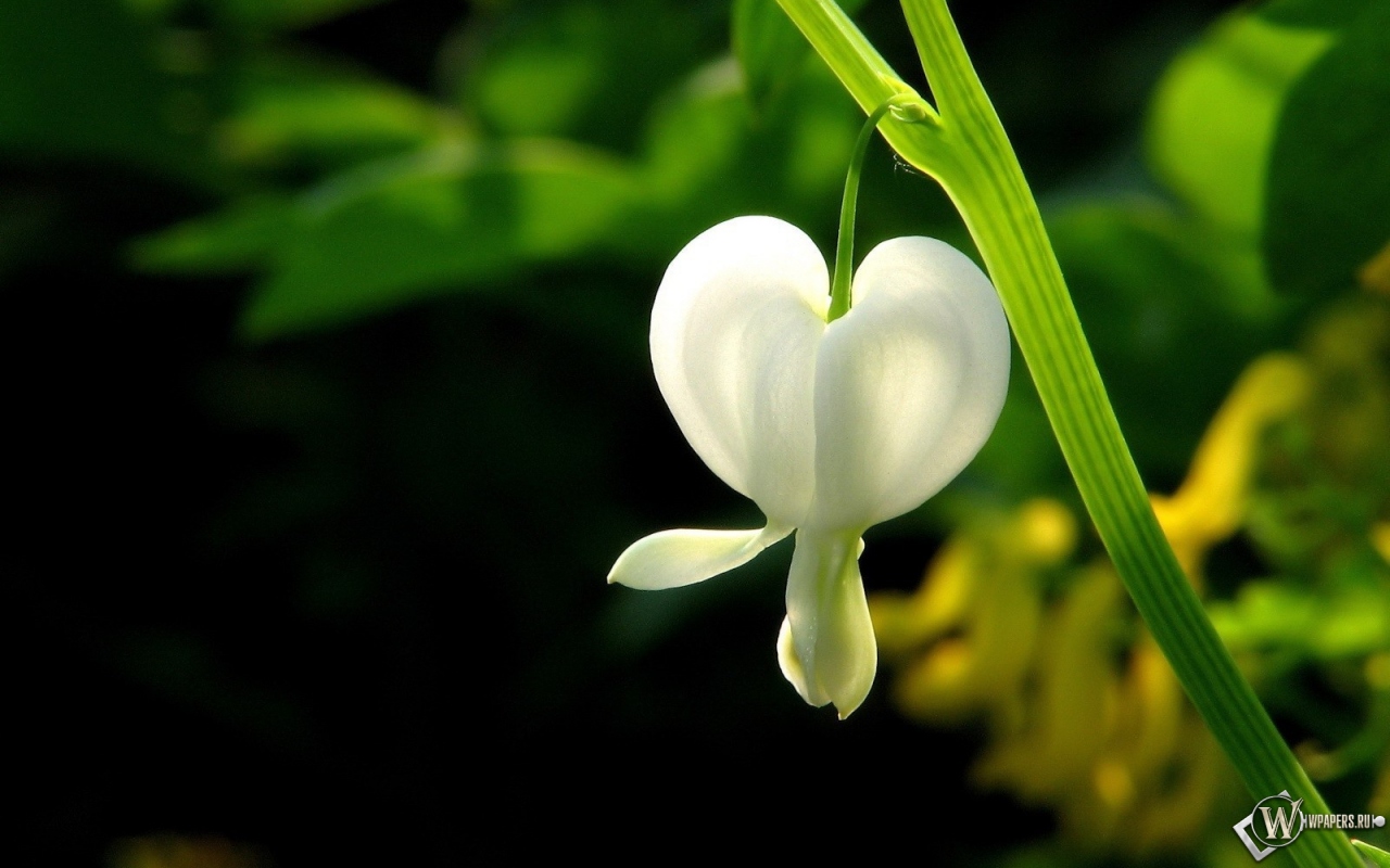 Белый цветок 1280x800