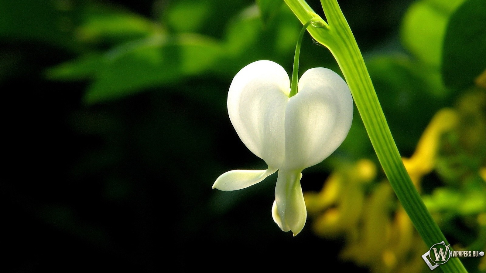 Белый цветок 1600x900