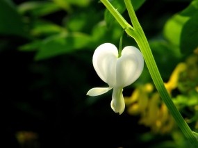 Обои Белый цветок: Цветок, Зелёный, Цветы