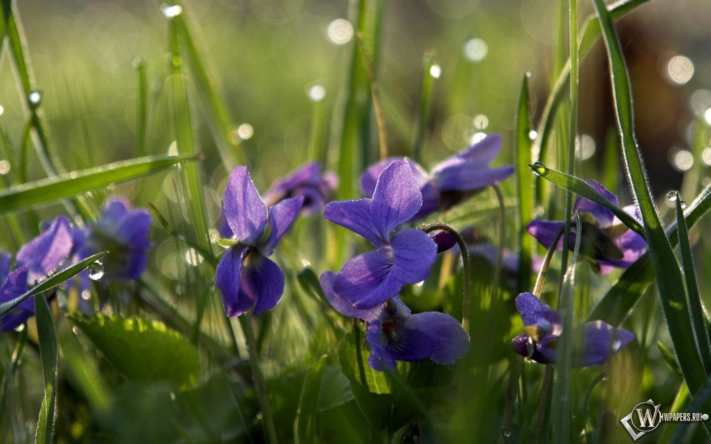Цветы дождя 1440x900