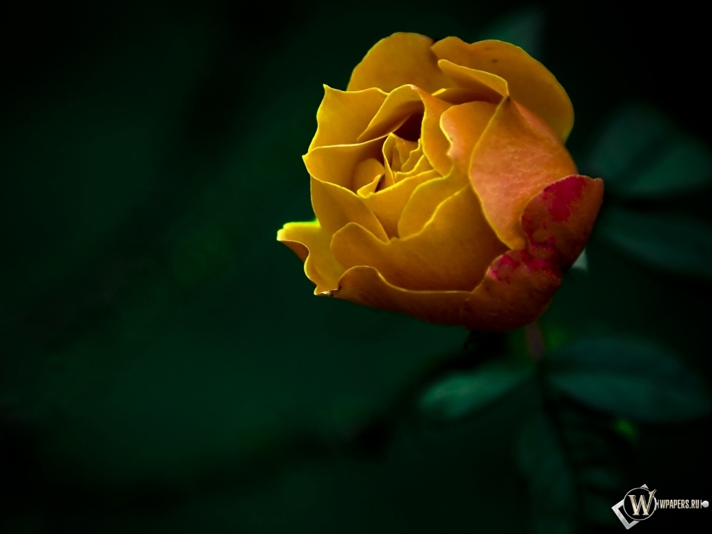 Жёлтая роза 1024x768