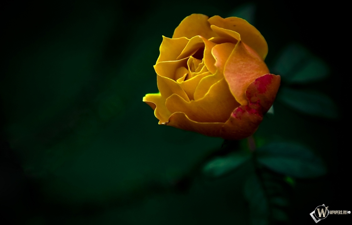 Жёлтая роза 1200x768