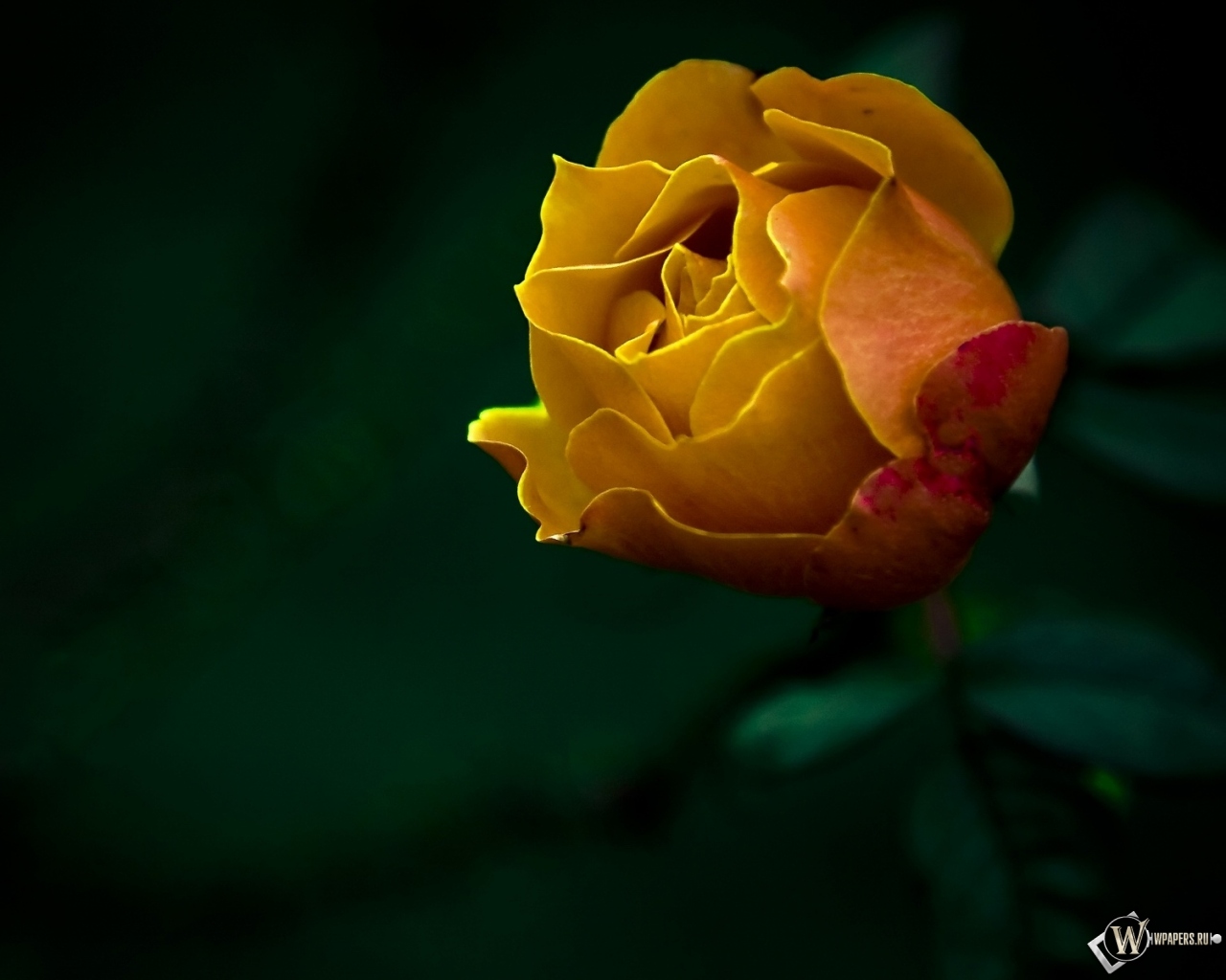 Жёлтая роза 1280x1024