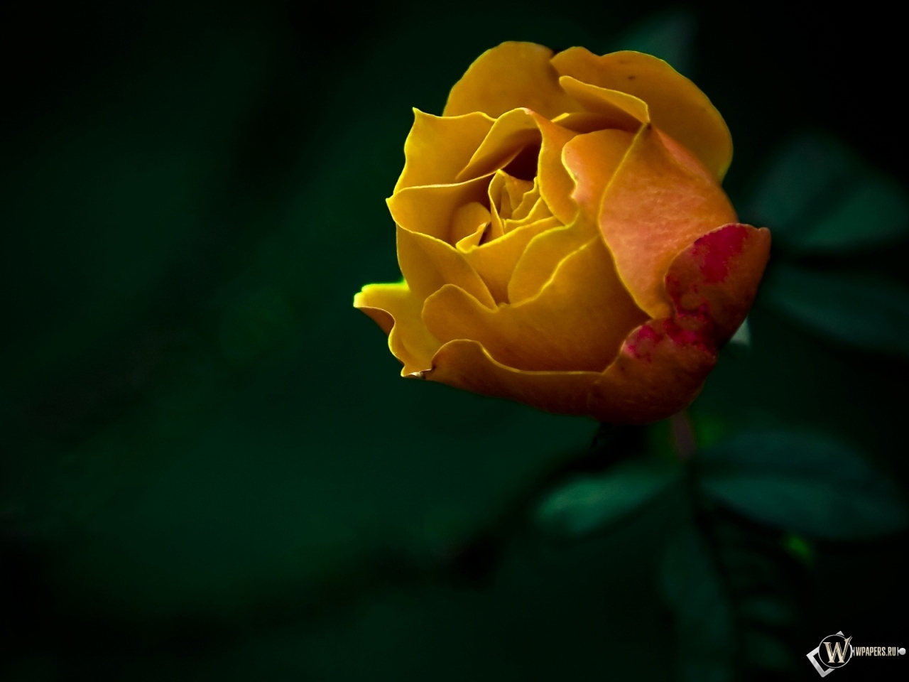 Жёлтая роза 1280x960