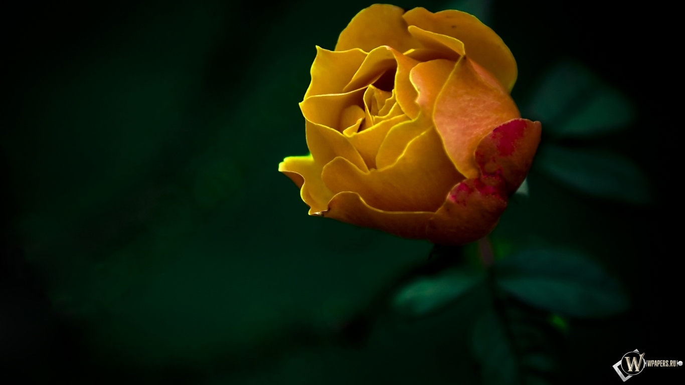 Жёлтая роза 1366x768