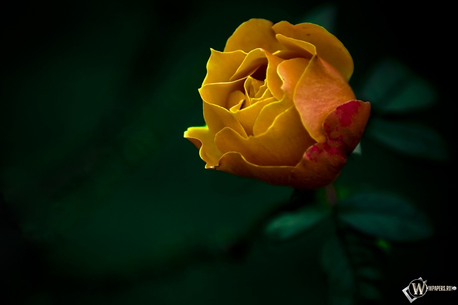 Жёлтая роза 1500x1000