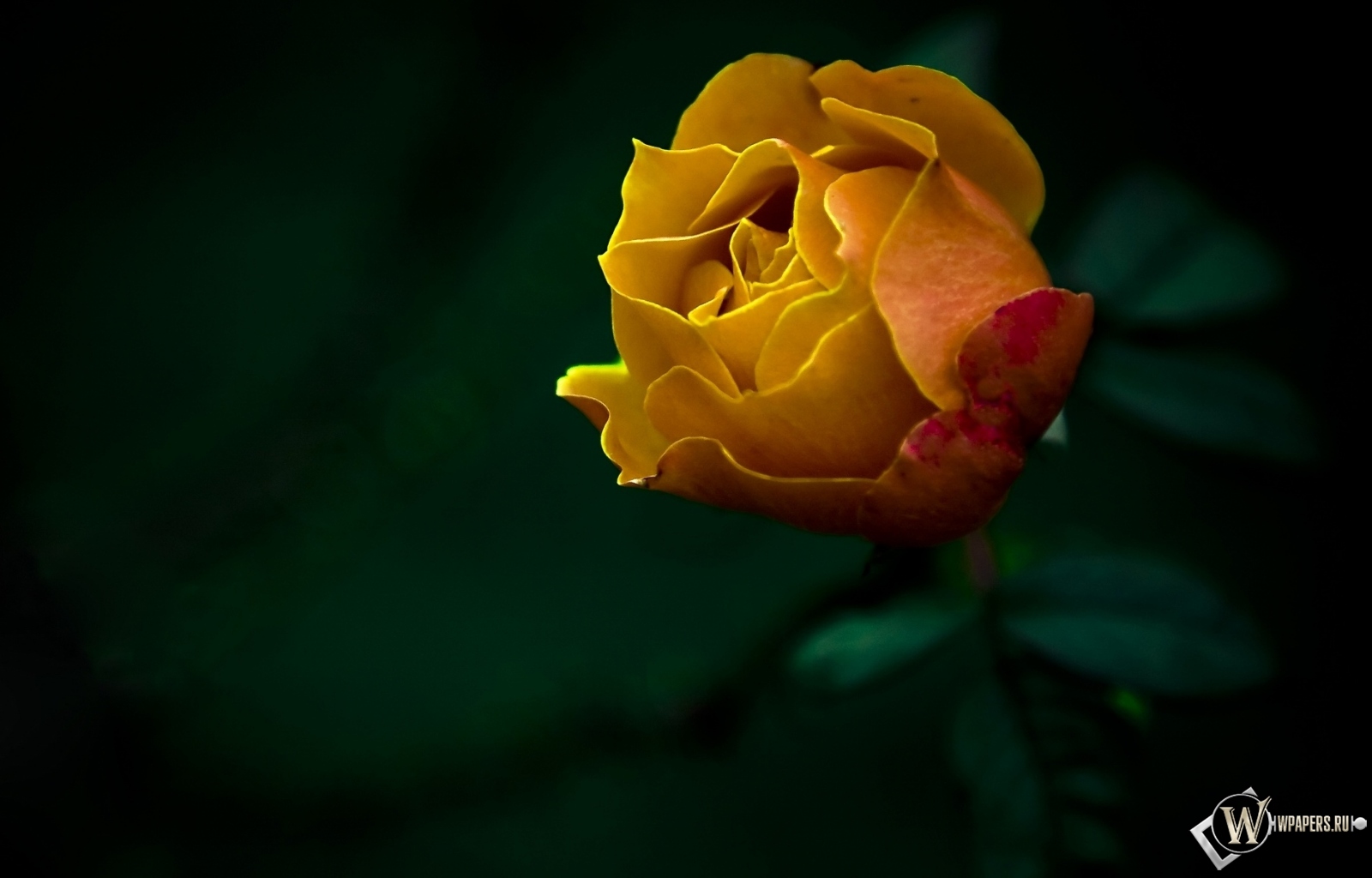 Жёлтая роза 1600x1024