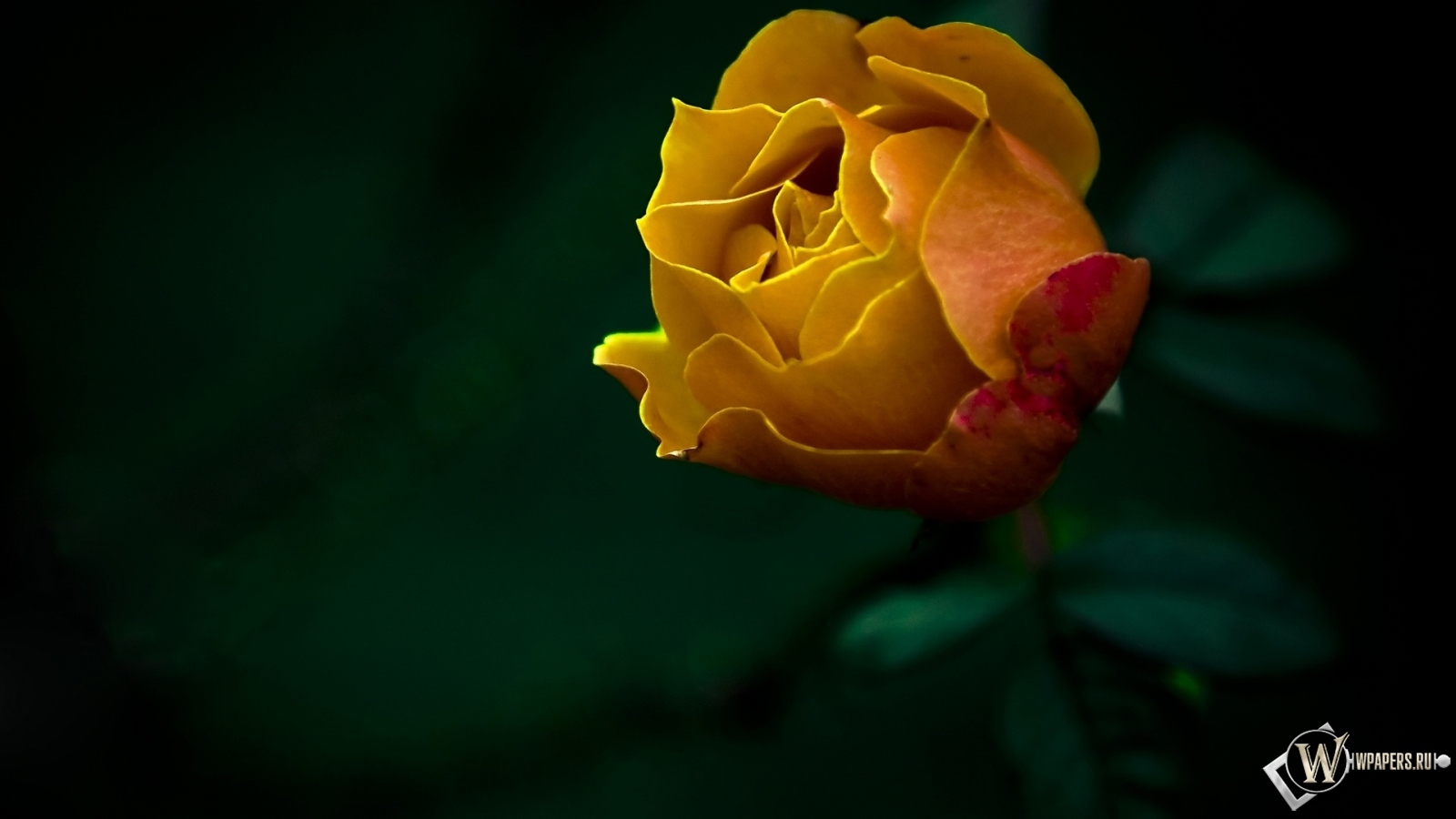 Жёлтая роза 1600x900