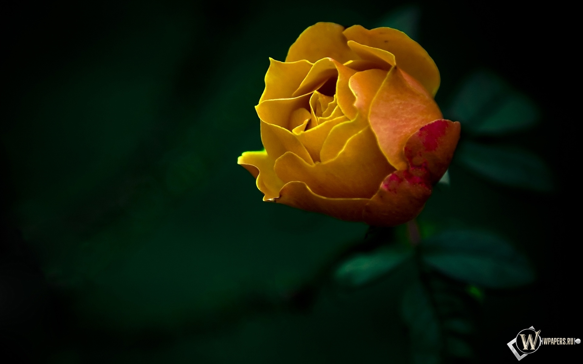 Жёлтая роза 1920x1200