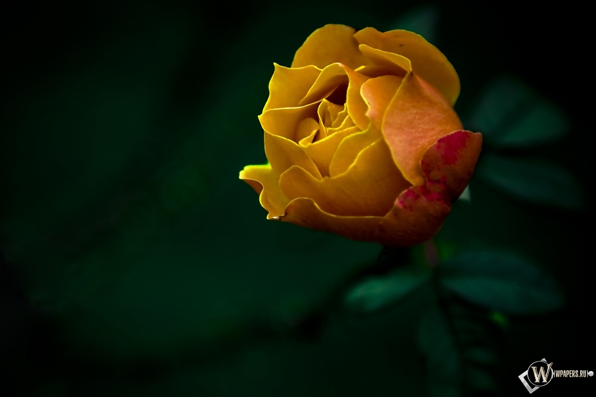 Жёлтая роза 1920x1280