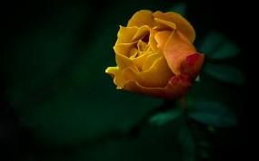 Обои Жёлтая роза: Роза, Цветы, Желтый, Цветы