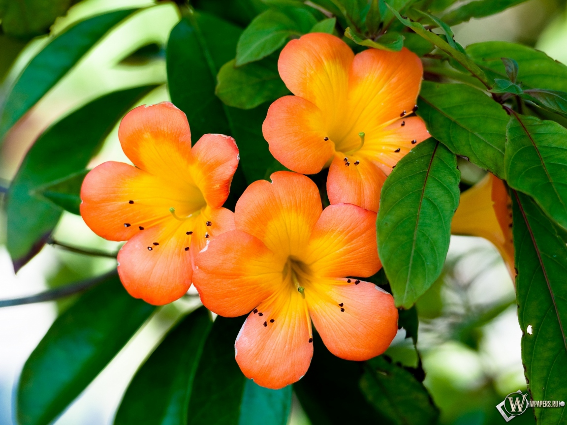 Оранжевые цветы 1152x864