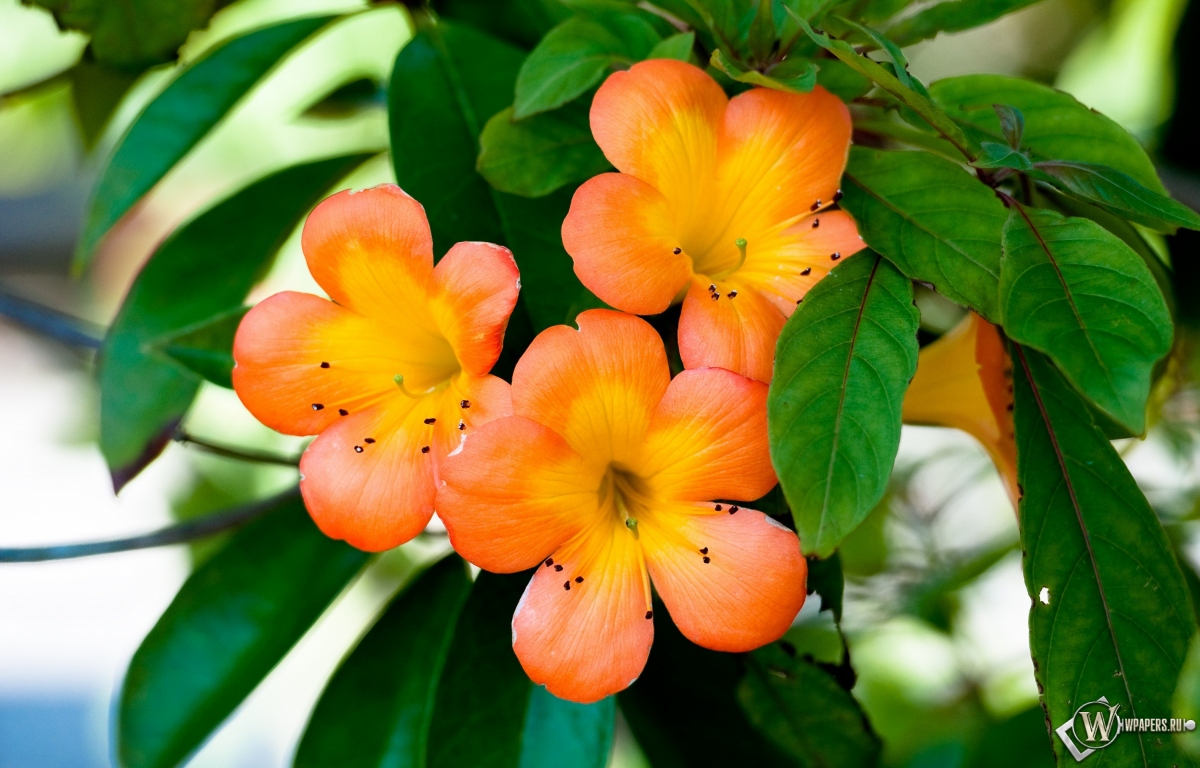 Оранжевые цветы 1200x768