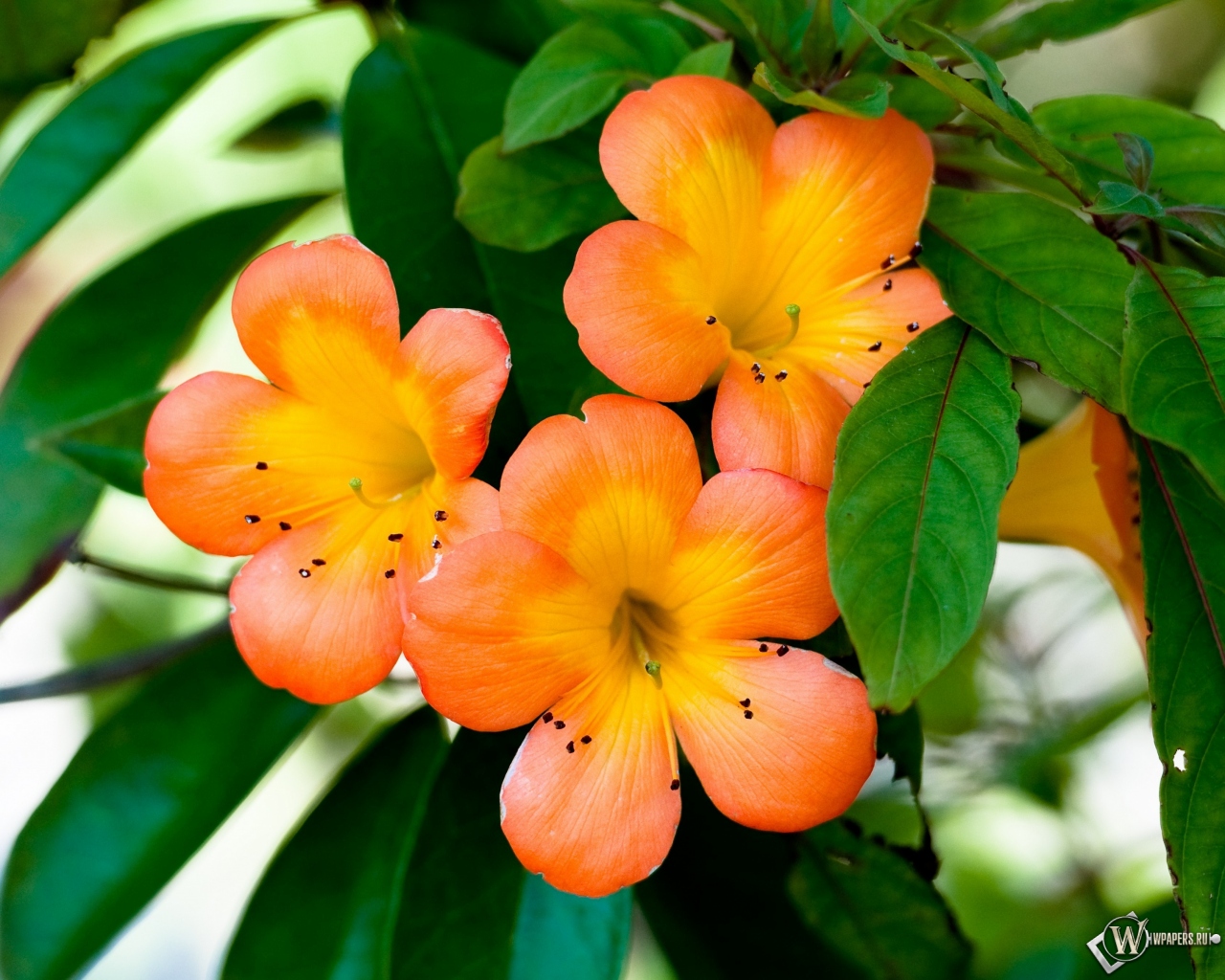 Оранжевые цветы 1280x1024