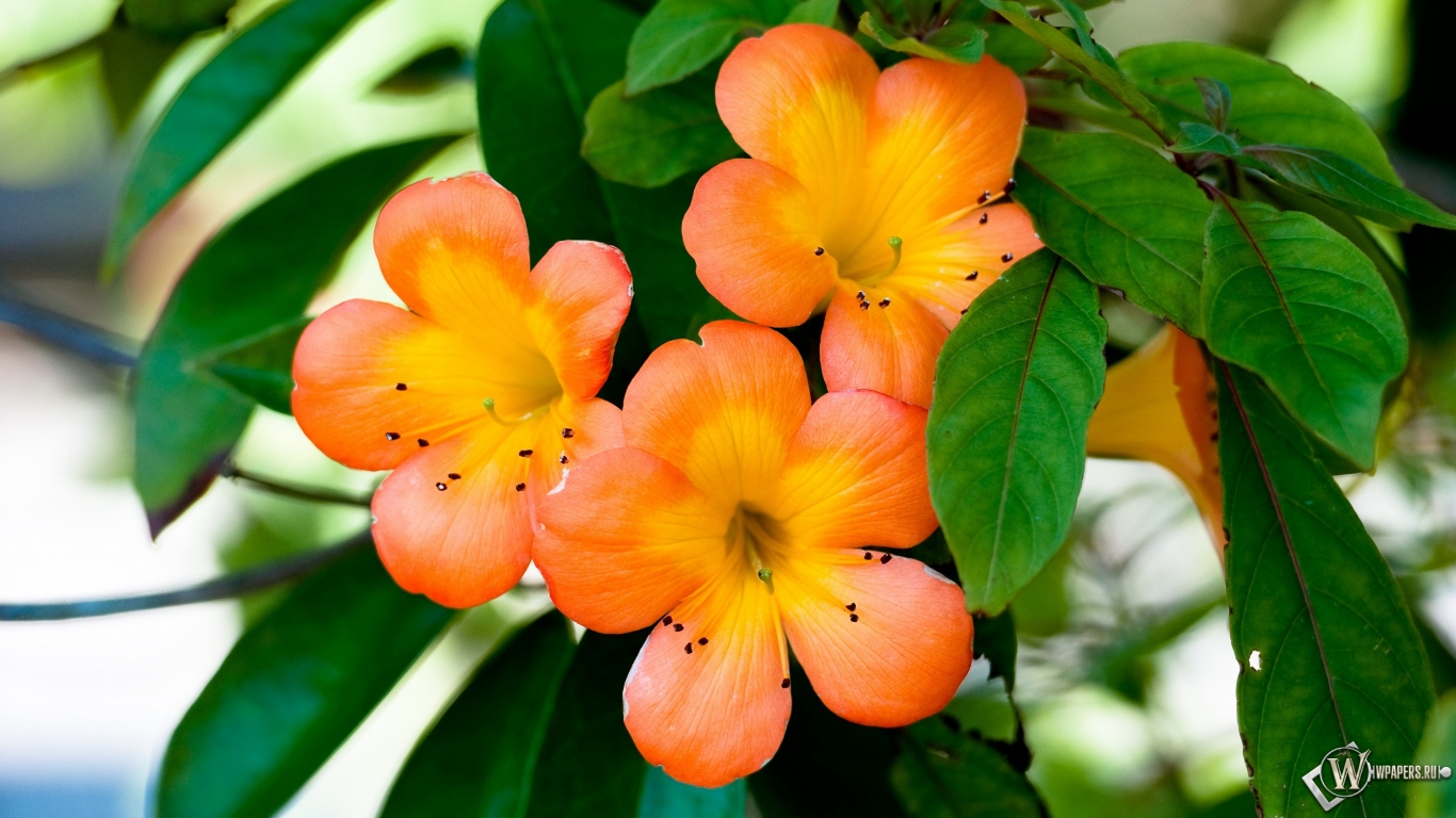 Оранжевые цветы 1366x768