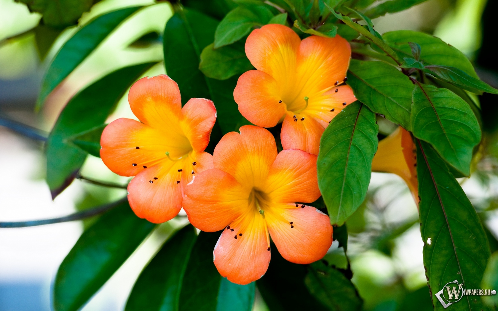 Оранжевые цветы 1680x1050