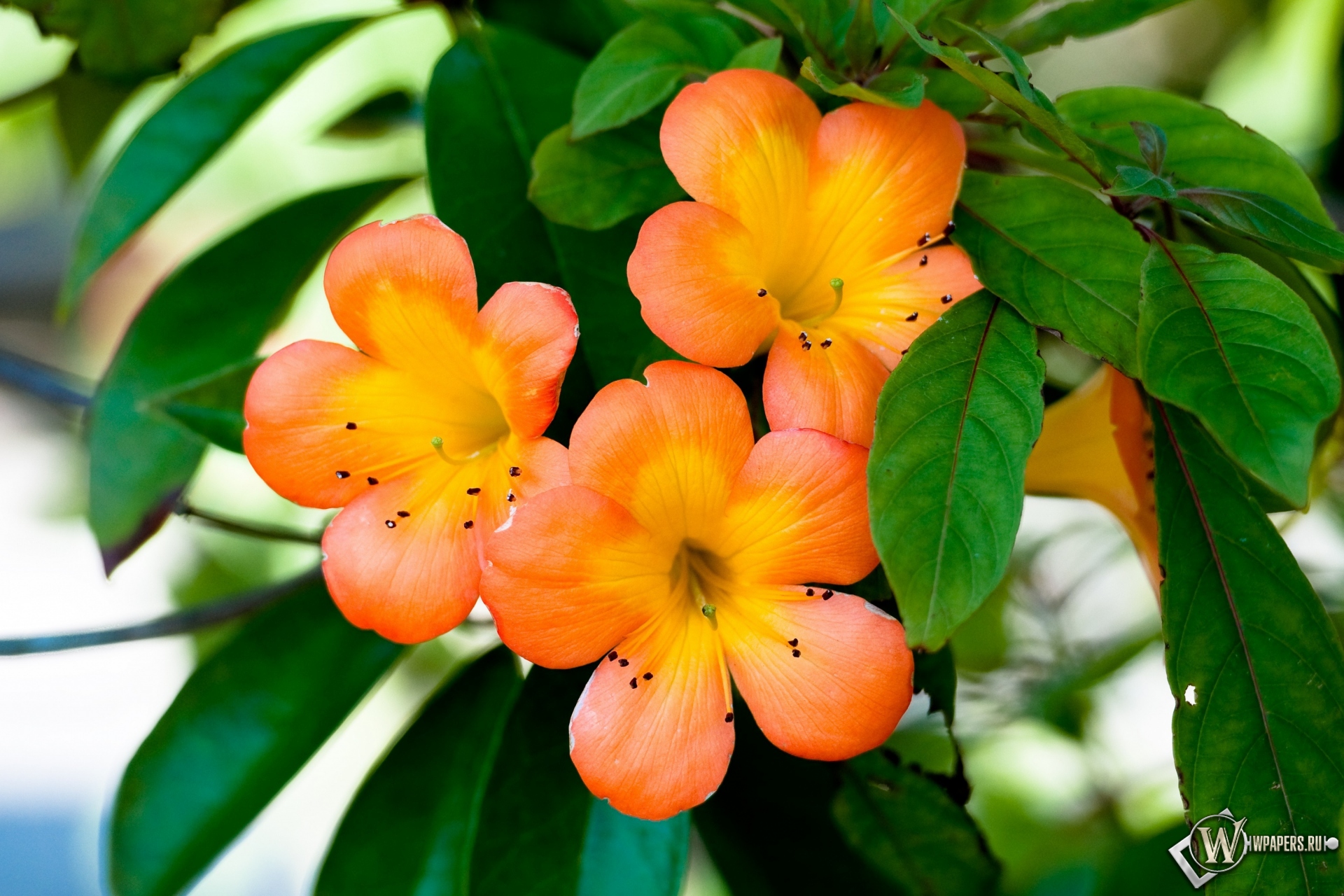 Оранжевые цветы 1920x1280