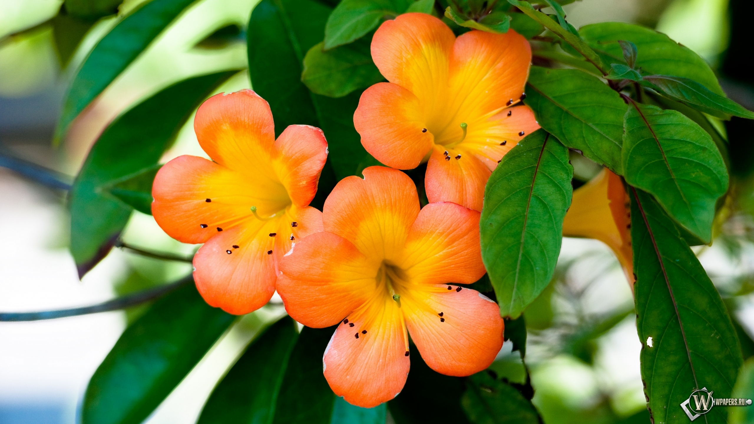 Оранжевые цветы 2560x1440