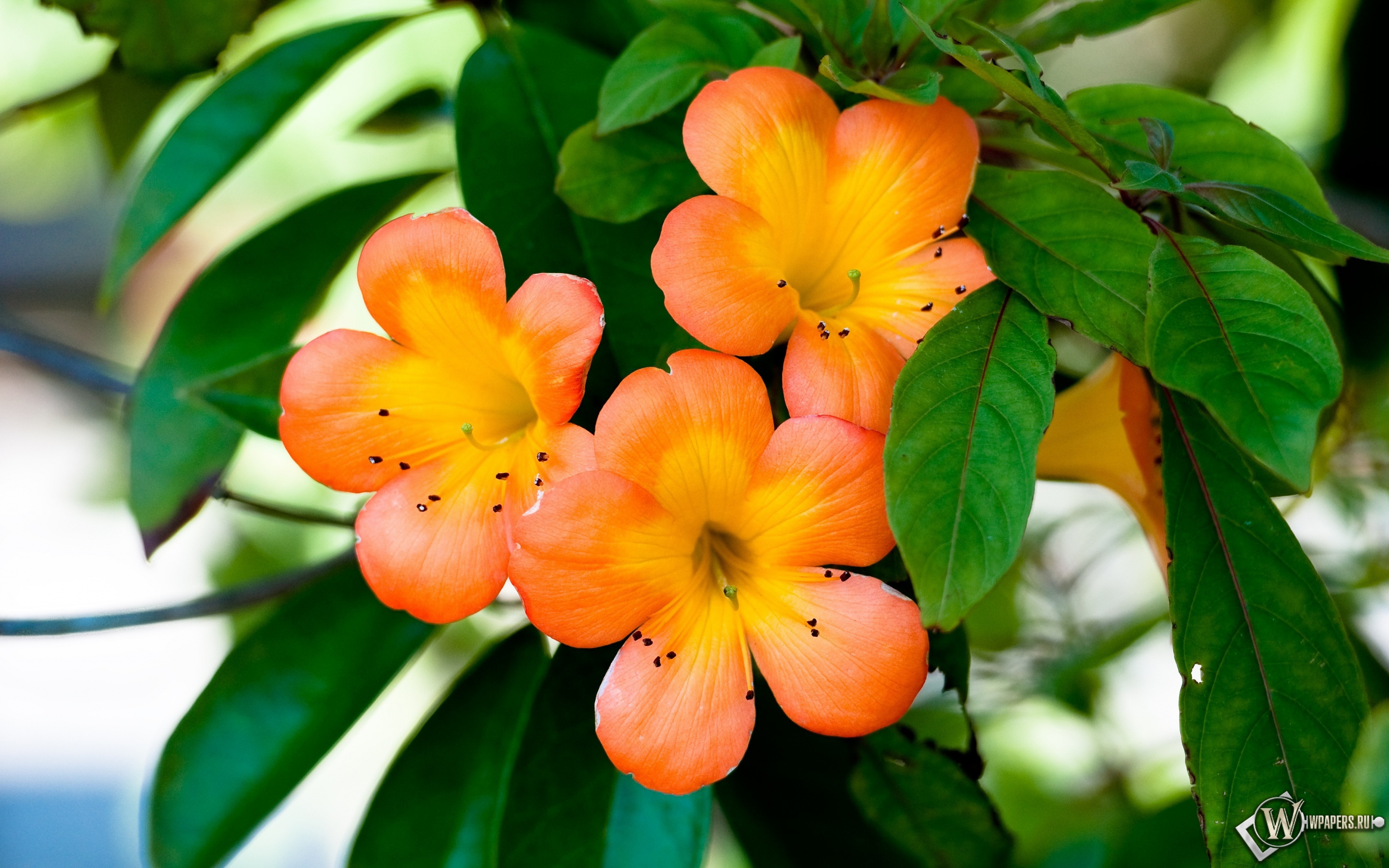 Оранжевые цветы 3840x2400