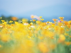 Обои Жёлтая поляна: Солнце, Цветы, Лето, Желтый, Поляна, Цветы