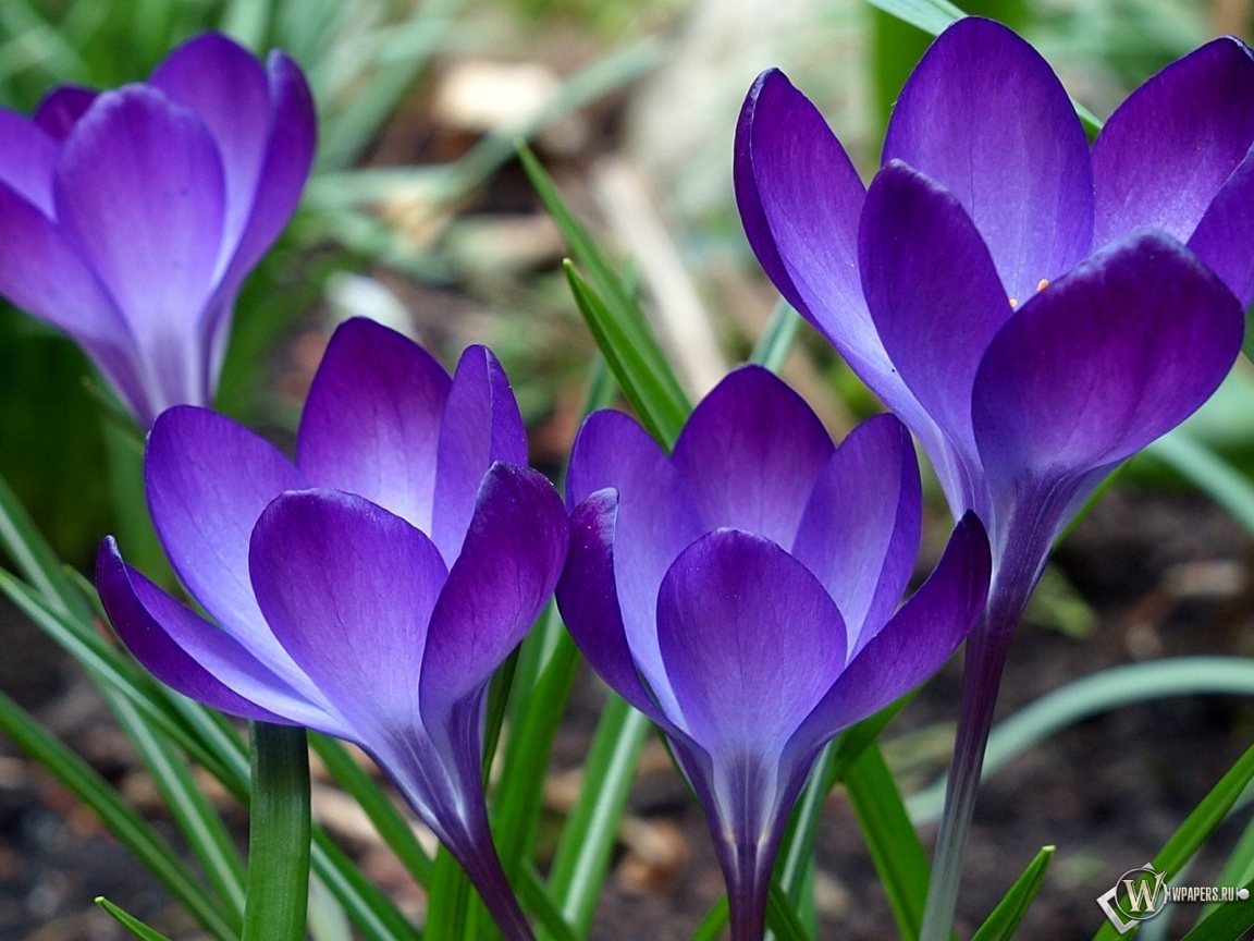 Фиолетовые цветы 1152x864