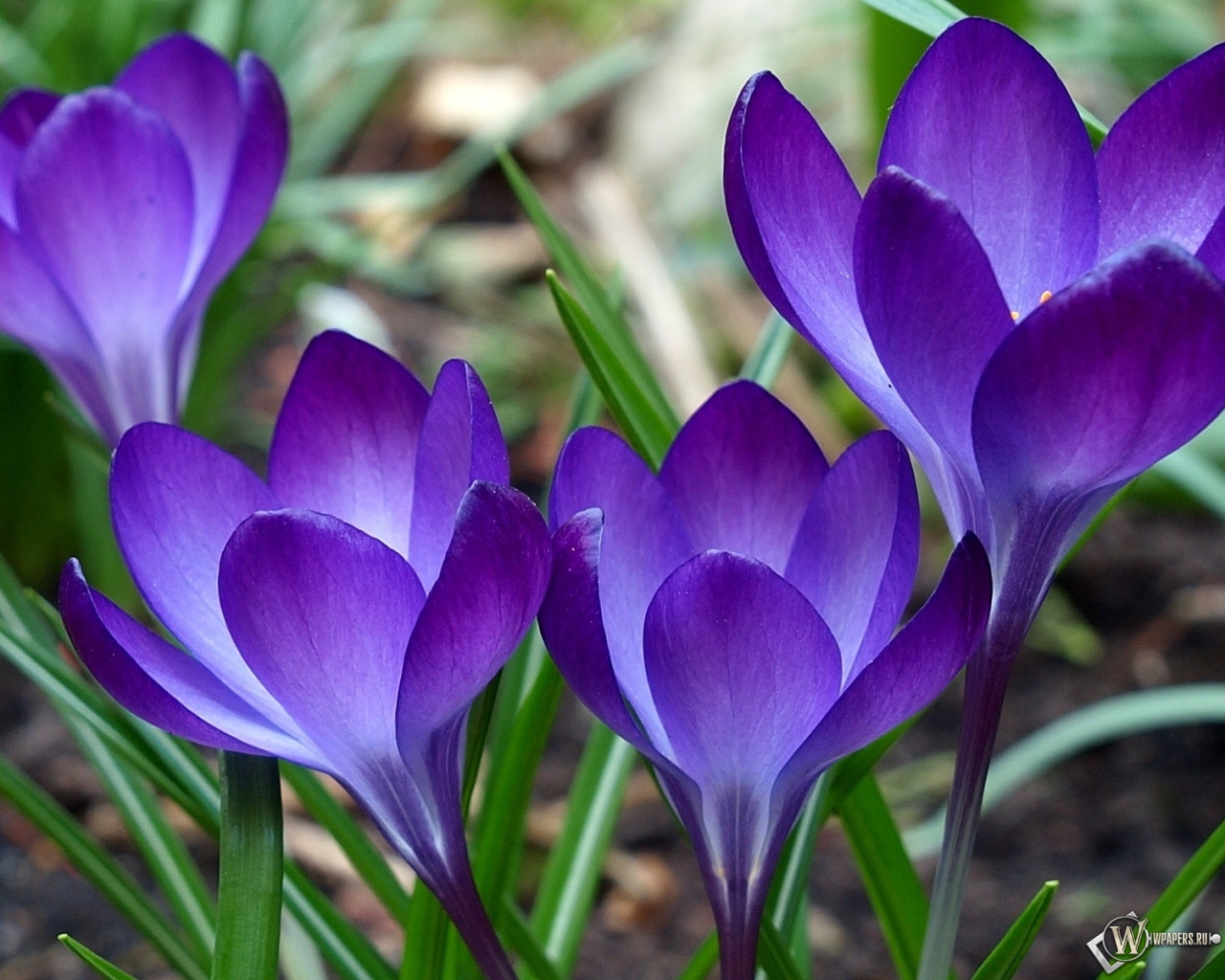 Фиолетовые цветы 1280x1024