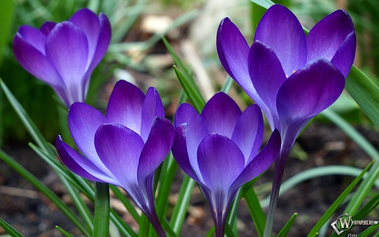Фиолетовые цветы 1440x900