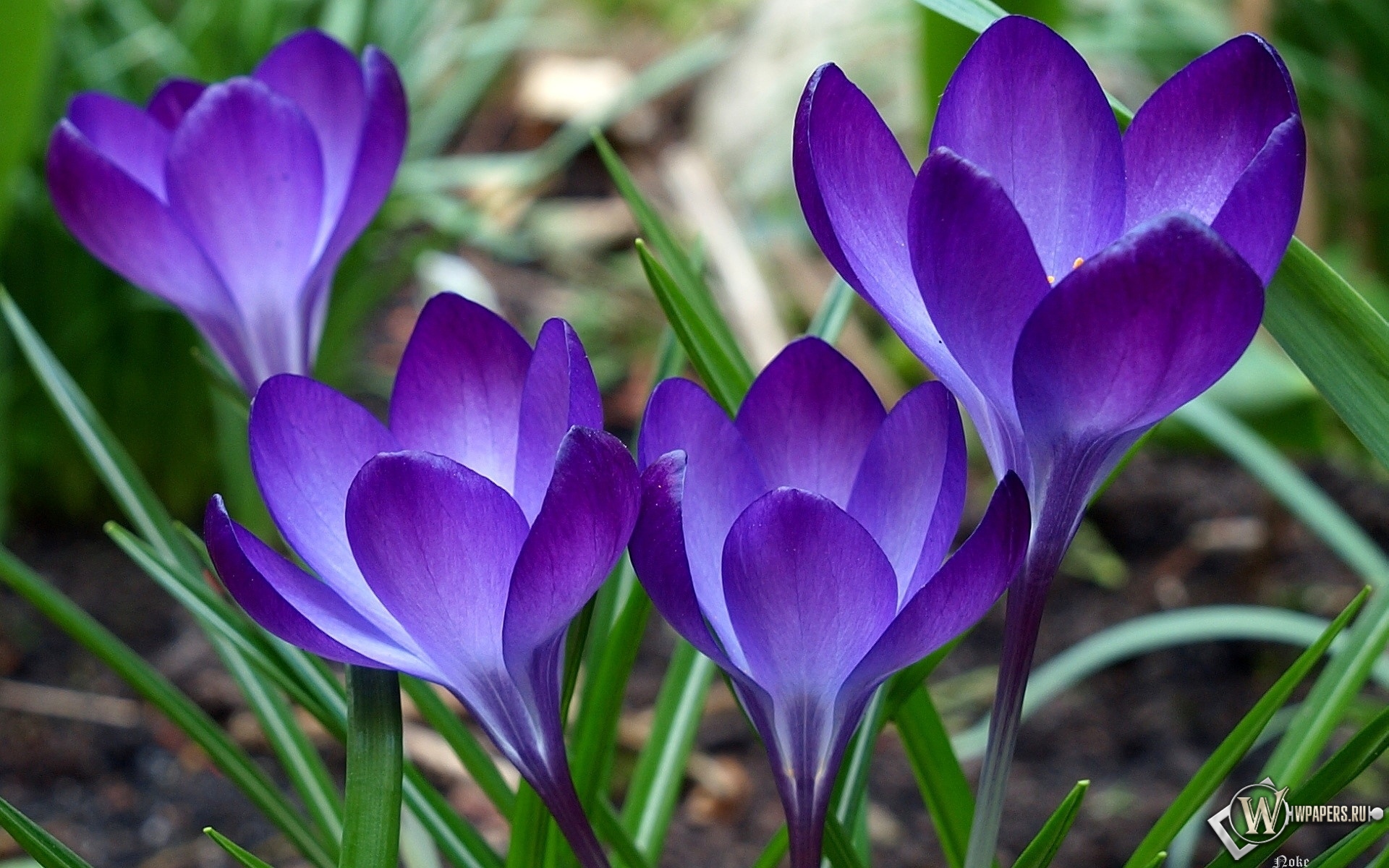 Фиолетовые цветы 1920x1200