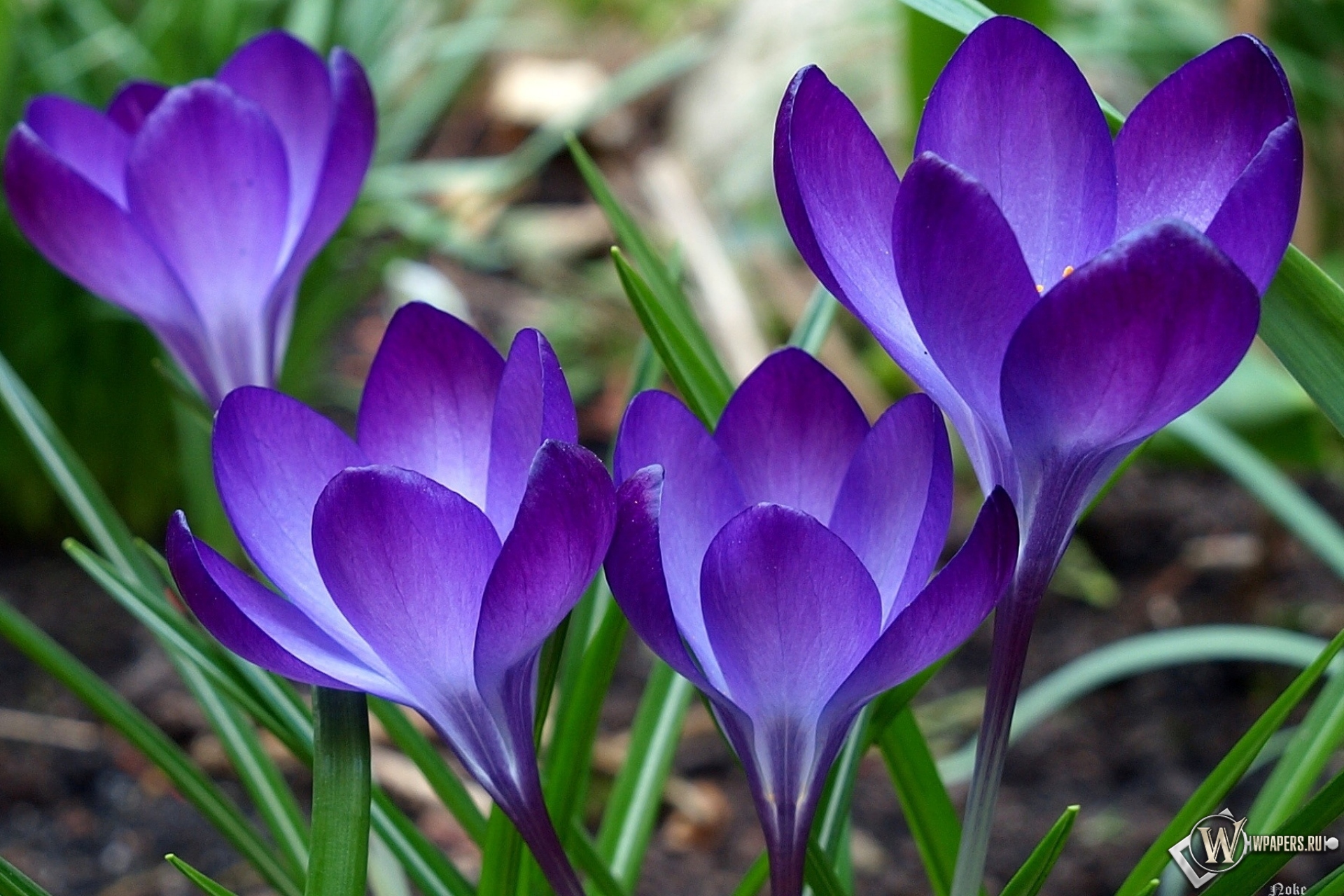 Фиолетовые цветы 1920x1280
