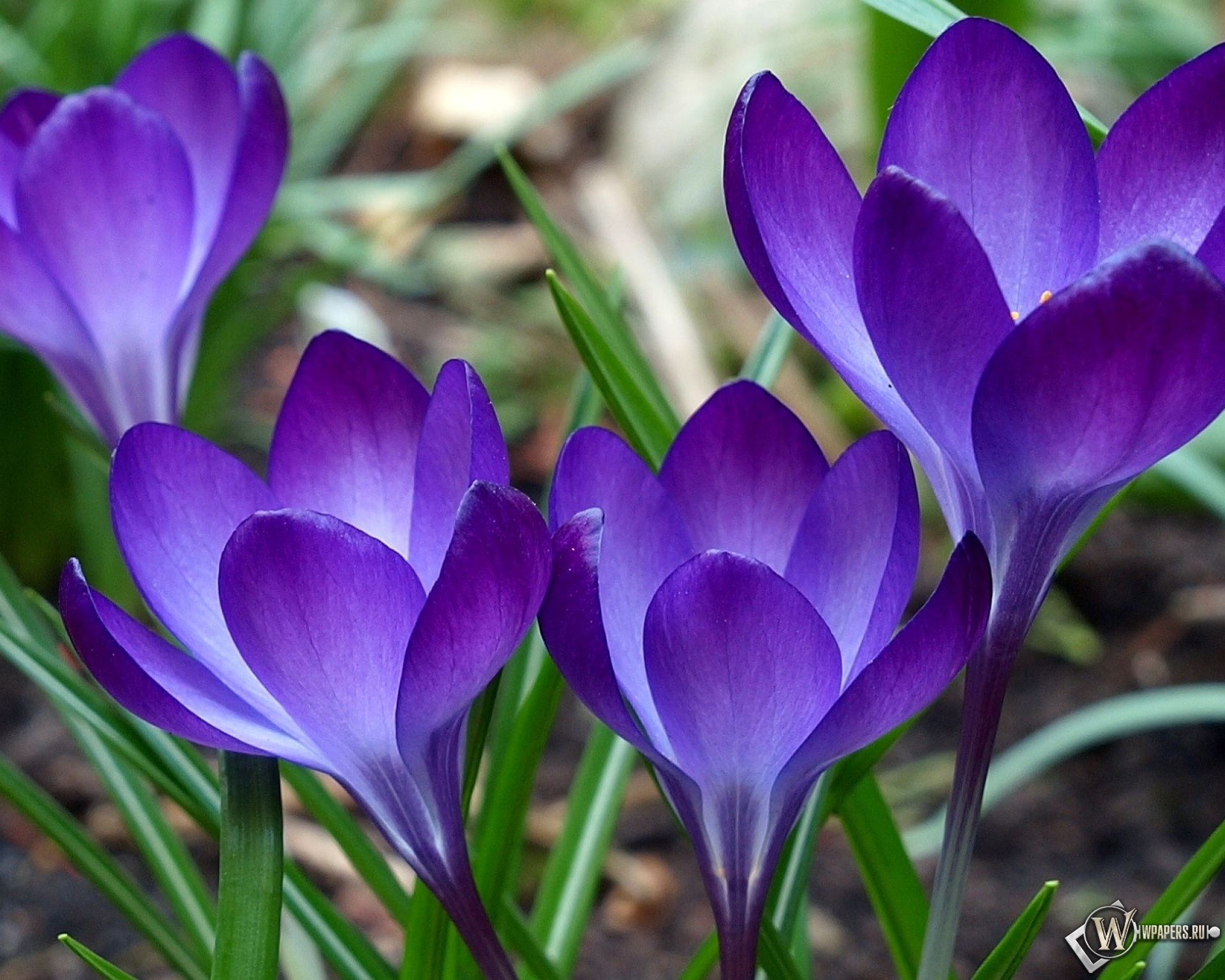 Фиолетовые цветы 1920x1536
