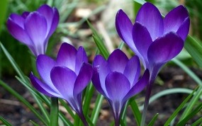 Обои Фиолетовые цветы: Зелень, Цветы, Цветы