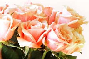 Обои Букет роз: Лепестки, Цветы, Розы, Букет, Цветы
